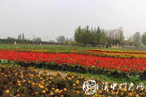 “门户君带你游园赏金菊”活动顺利举行
