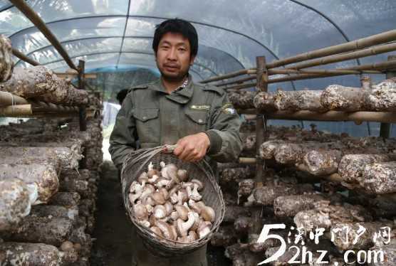 热热热：留坝夏菇产销价三旺 场面火热