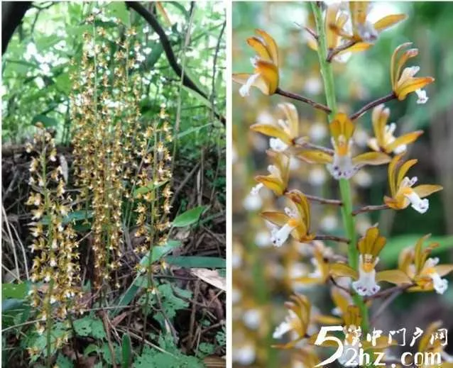 汉中发现兰科植物新种，长这样……