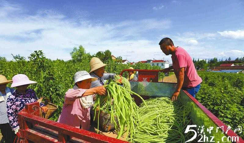 汉台区汉王镇红星村豇豆喜获丰收