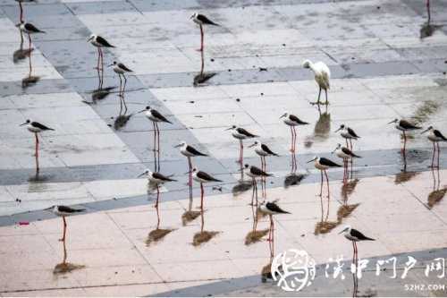 暴雨过后一群黑翅长脚鹬光临略阳！