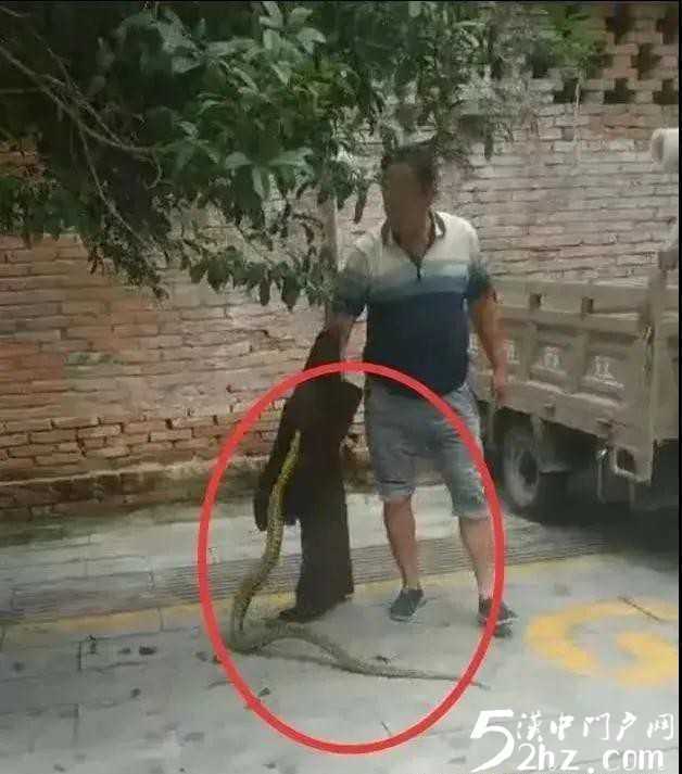 汉中西乡城区人行道桂花树上惊现大蛇！