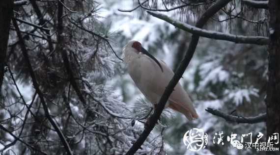 汉中的“国宝”们这样过冬