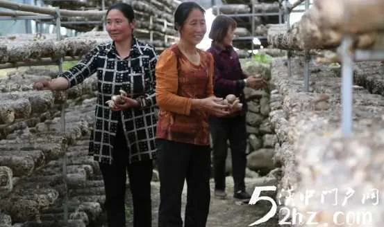 热热热：留坝夏菇产销价三旺 场面火热