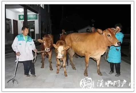 西乡警方72小时破获盗窃耕牛案