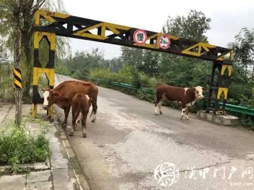 汉台公安破获系列盗窃耕牛案，追回6头耕牛