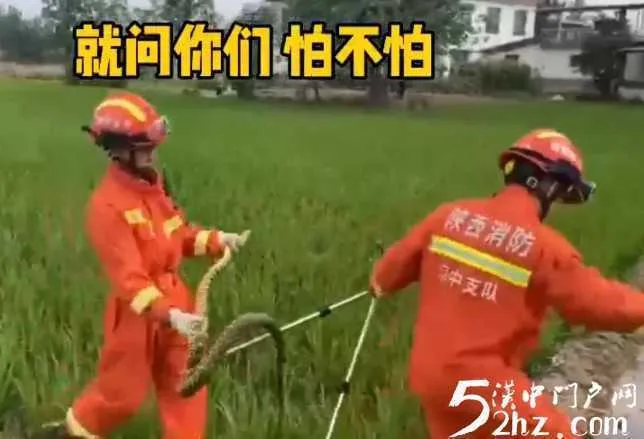 水田惊现2米多长大花蛇，吓坏干活村民！