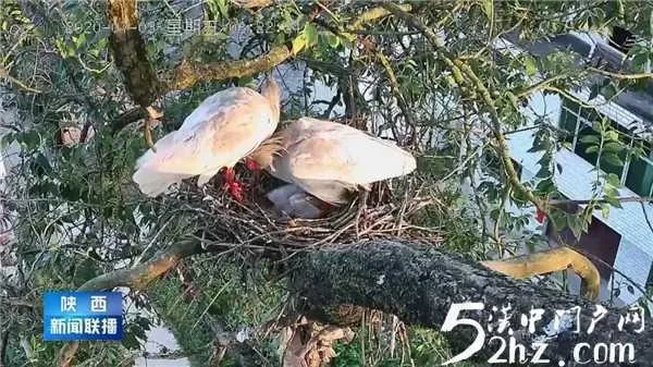 汉中野生小朱鹮出生突破20天 活泼呆萌惹人爱