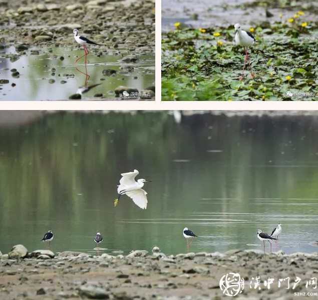 暴雨过后，汉中惊现“长腿欧巴”！