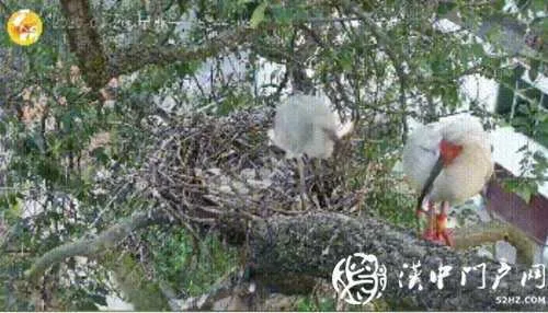 汉中这对朱鹮夫妇太难了！宝宝满月了，翅膀却……