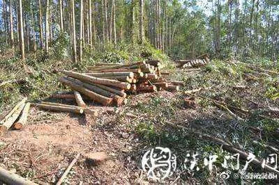 盗伐林木326棵，汉中男子被罚补种树苗932棵并获刑3个月