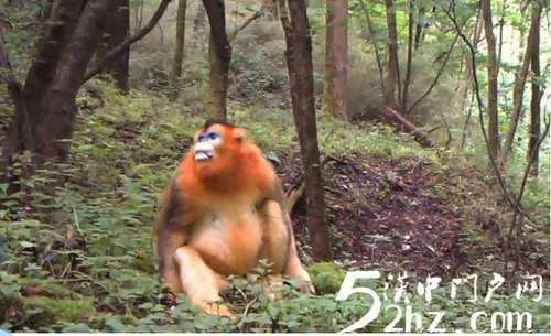 保护区内发现野生金丝猴， “秦岭四宝”齐聚留坝