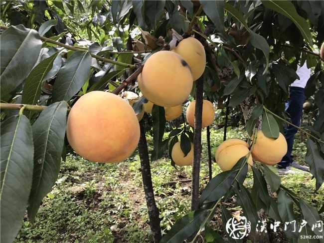 小产业产出“大结果” 略阳县黑河镇黄桃产业发展迅猛，带动农户脱贫奔富！
