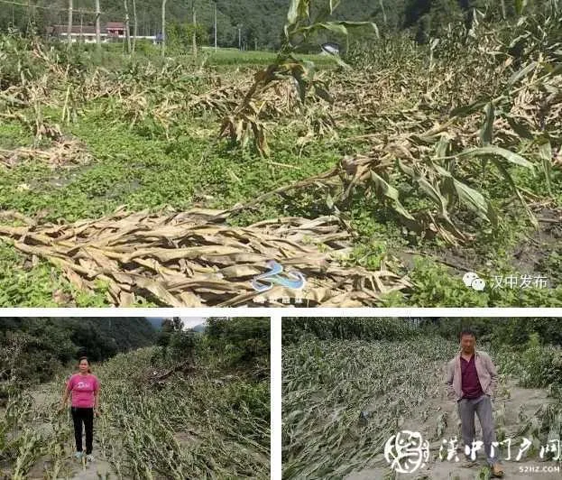 略阳县7500多亩玉米 不同程度受灾，全部赔付！