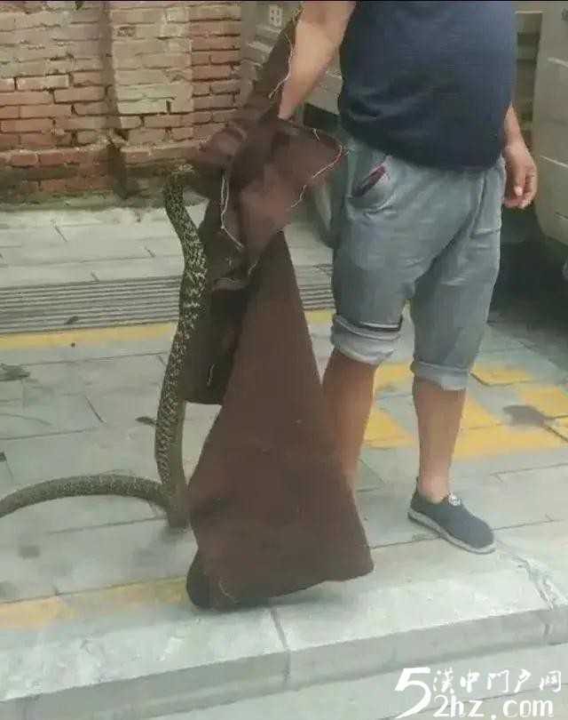 汉中西乡城区人行道桂花树上惊现大蛇！