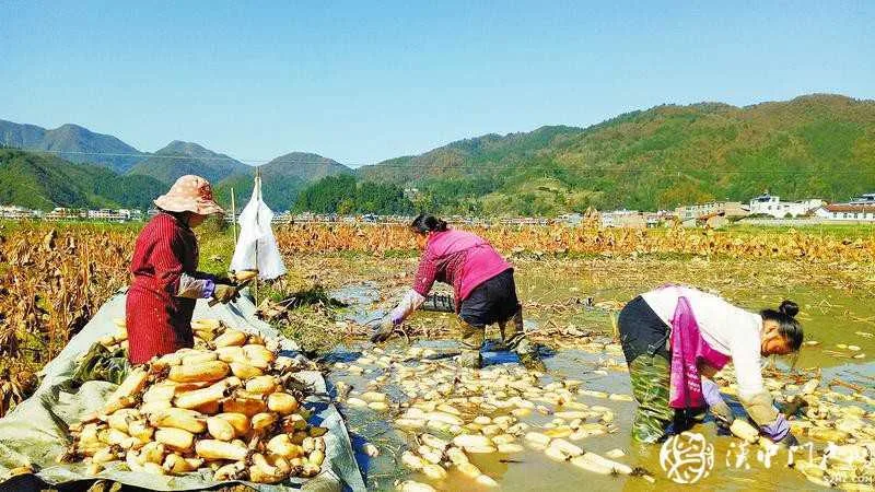 镇巴县黎坝镇200多亩莲藕喜获丰收，贫困群众户均增收6000元以上