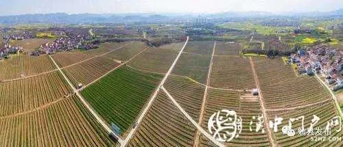 勉县建成1.5万亩猕猴桃基地，无缝隙链售向全国
