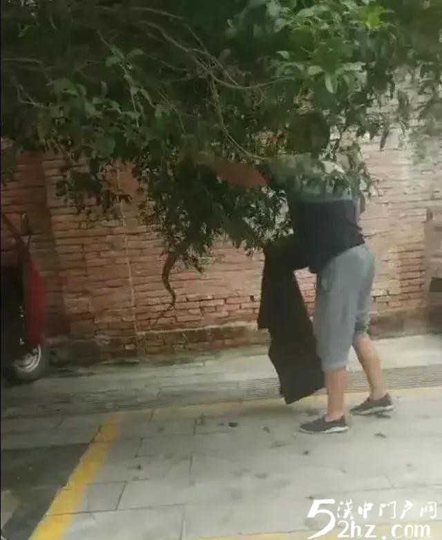 汉中西乡城区人行道桂花树上惊现大蛇！