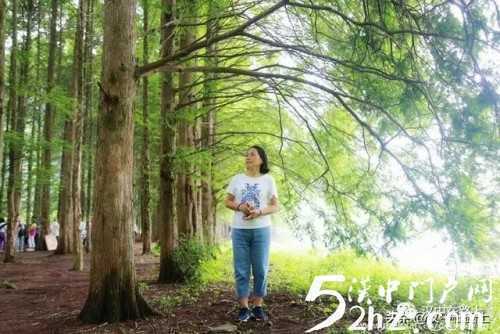 汉中龙池这几棵古银杏树都240多岁了！
