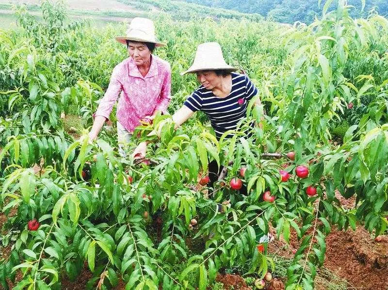 洋县柳山村发展有机桃助农增收