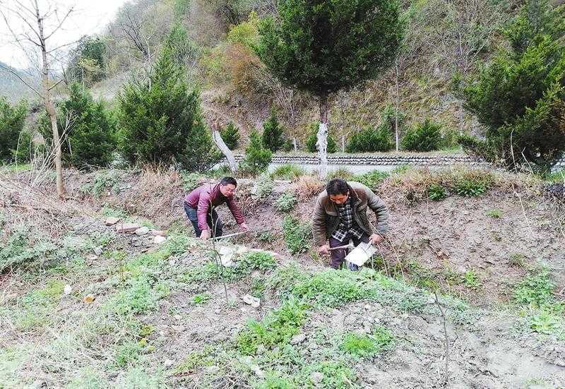 从贫困户到村干部 柴福森奔小康之路