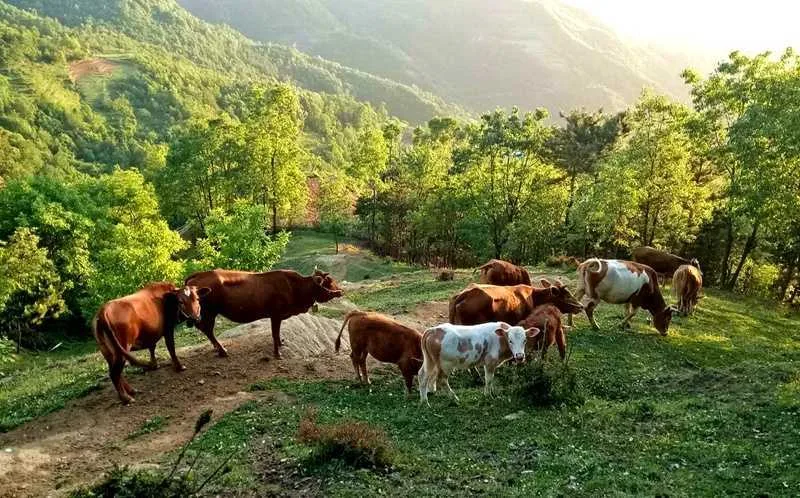陕西宁强县吴天明:深山养牛羊 走上小康路