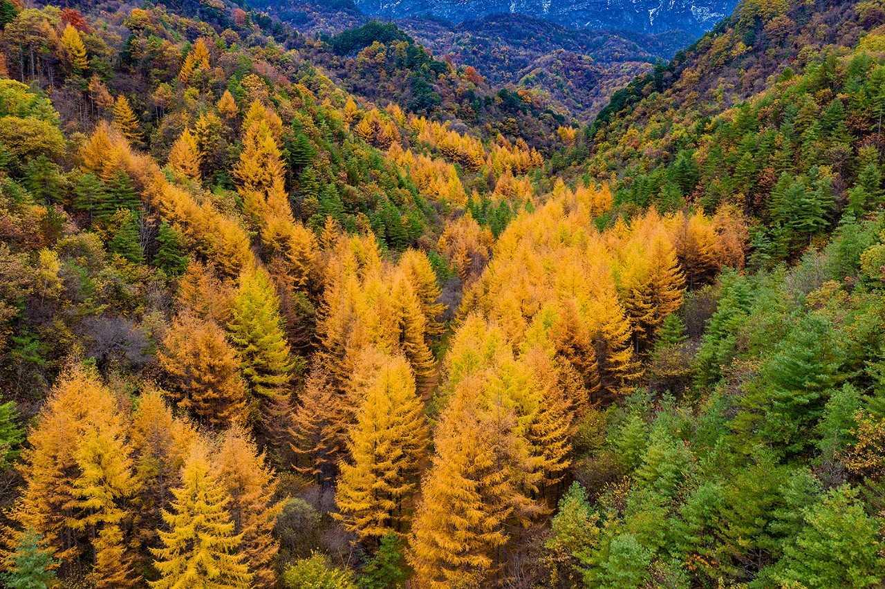 陕西留坝县:一场红叶盛宴的绝美乐章拉开帷幕