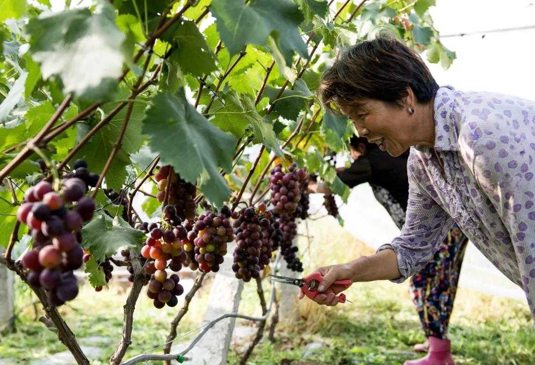 累计减贫78799人！看南郑是怎么做到的...