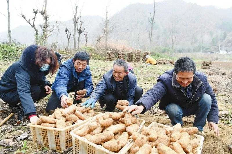 天麻产业带动略阳县8300多户贫困户脱贫增收