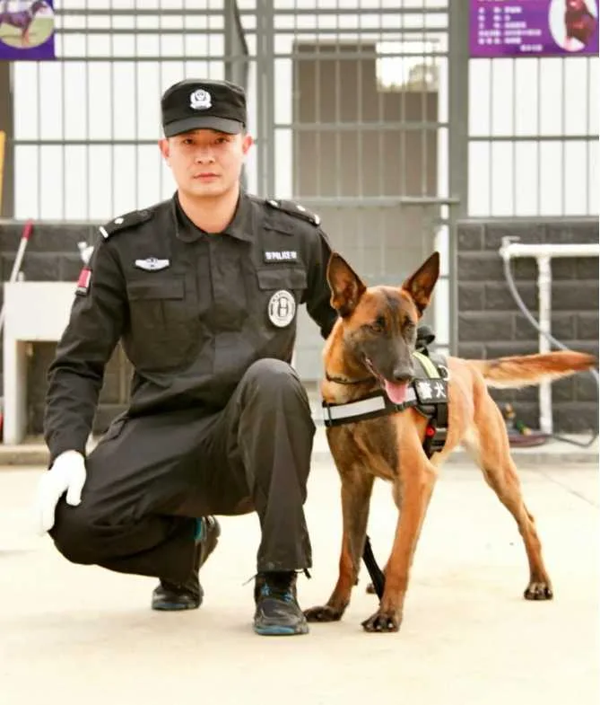 西乡公安 警犬工作荣获多项殊荣