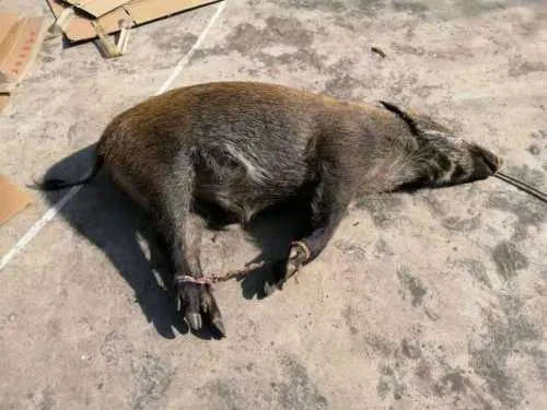 略阳一男子非法狩猎一头野猪，搬运回家时被公安查获！