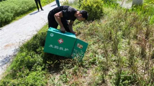 1631666947739673.jpg 朱鹮救助.jpg