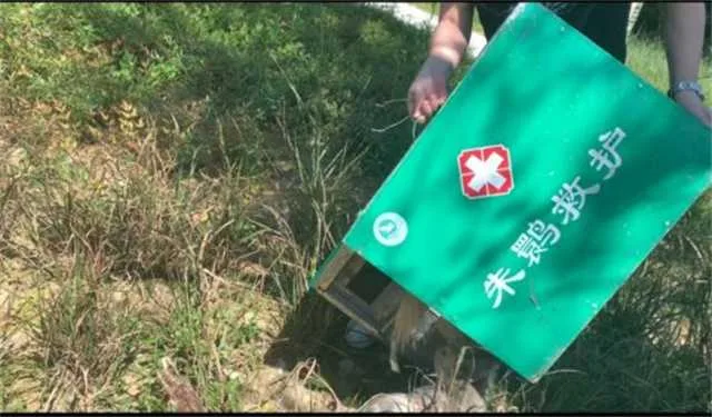 1631666955452866.jpg 朱鹮救助2.jpg
