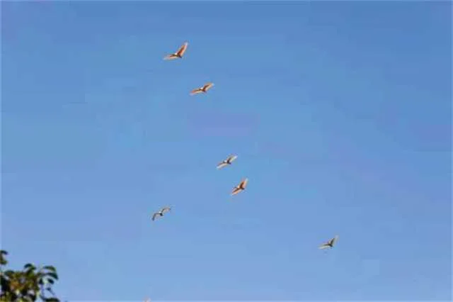 1631666984859215.jpg 朱鹮救助4.jpg