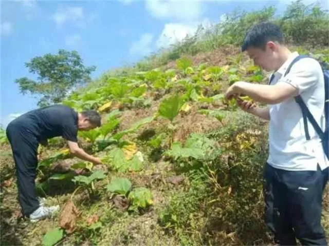 1632363054505666.jpg 镇巴茶叶1.jpg