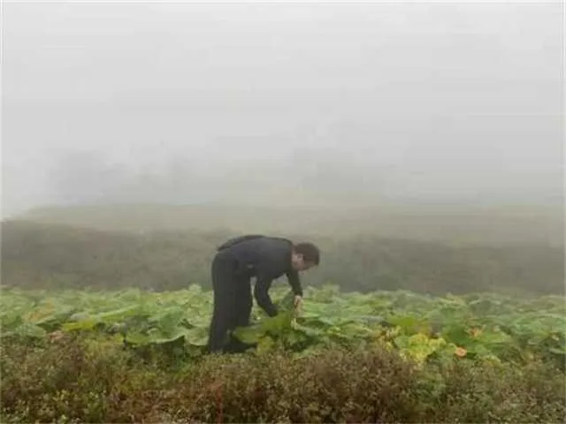 1632363072119012.jpg 镇巴茶叶2.jpg