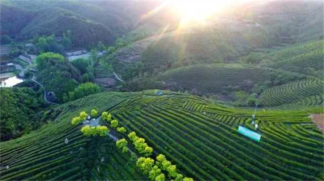 1639444479209693.jpg 茶.jpg