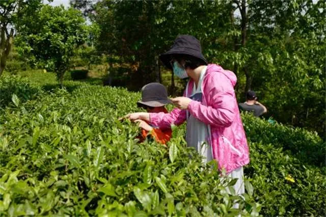 1639444548963997.jpg 茶8.jpg