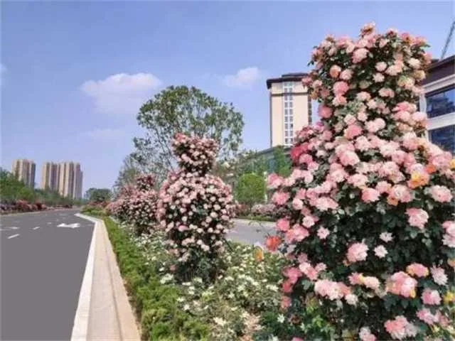 1651711887683344.jpg 12.jpg