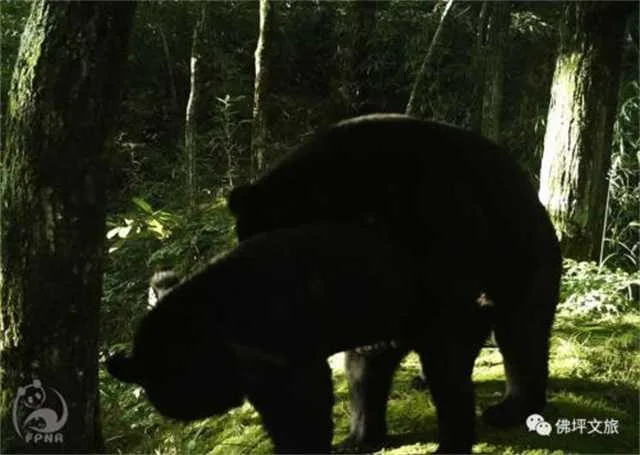 萌萌哒！秦岭佛坪红外相机拍摄到野生黑熊