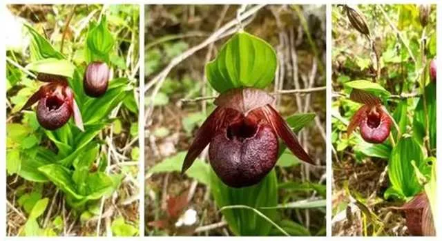 ?汉中发现国家一级重点保护植物西藏杓兰