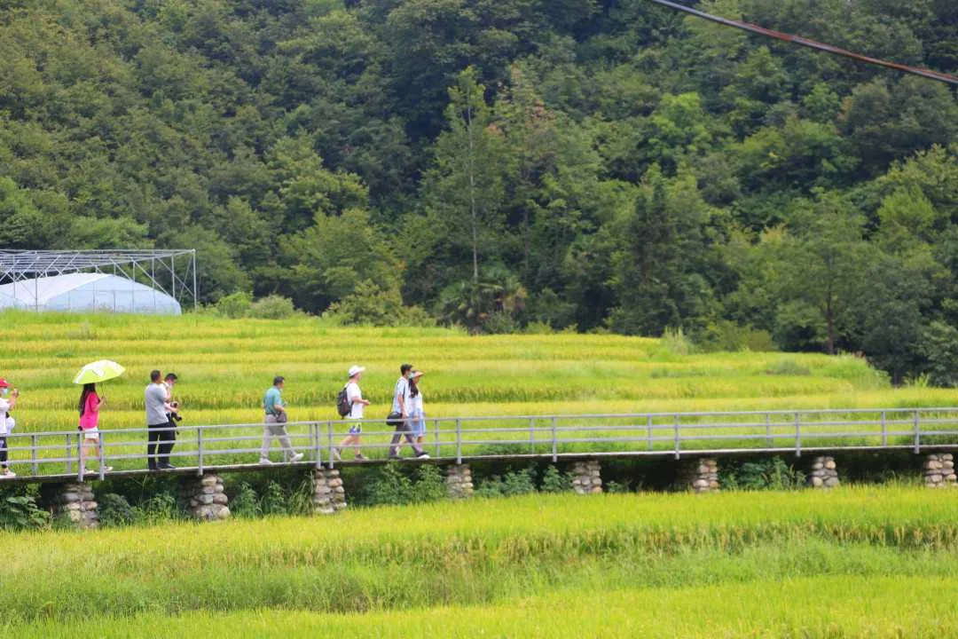 佛坪县耖家庄村：“稻香谷”特色农业休闲观光园引领乡村振兴