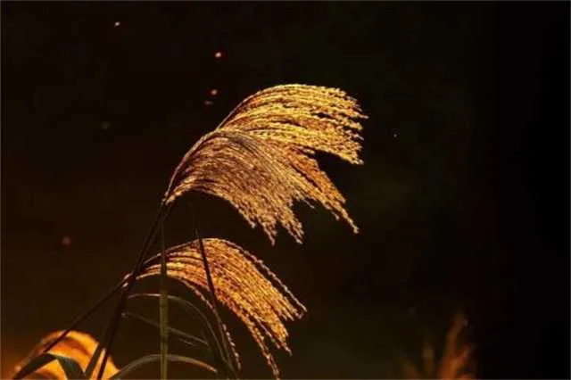 1668042508746730.jpg 10.jpg
