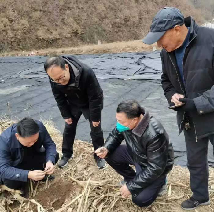 汉中市老科协会长徐登奎一行考察留坝县中药材食用菌等产业