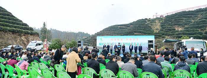 汉中城固县17万亩茶园今日开园采摘