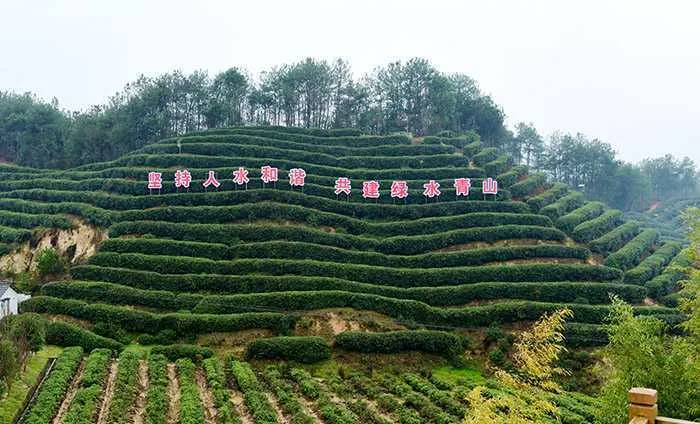 汉中城固县17万亩茶园今日开园采摘