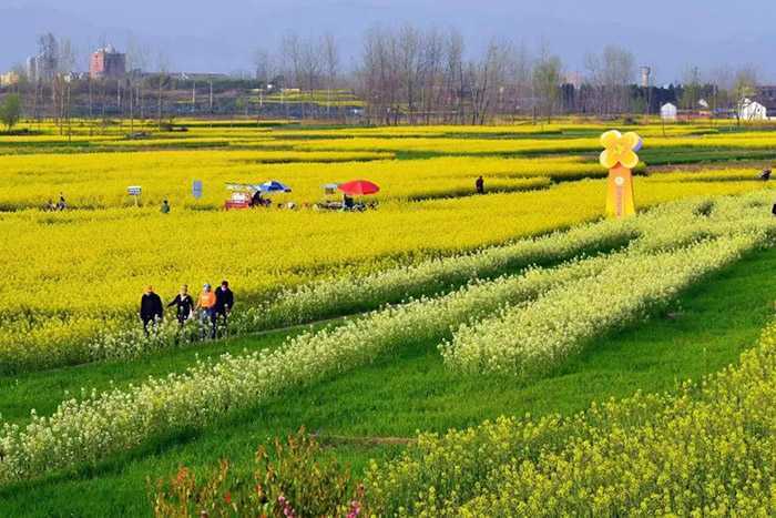 2023中国最美油菜花海汉中旅游文化节城固分会场暨迷你马拉松赛正式启动