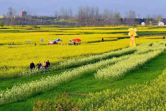 2023中国最美油菜花海汉中旅游文化节城固分会场暨迷你马拉松赛正式启动