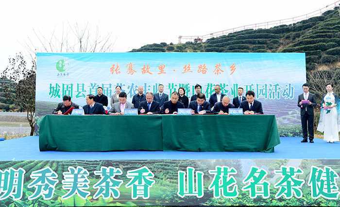 汉中城固县17万亩茶园今日开园采摘
