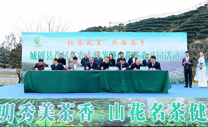 汉中城固县17万亩茶园今日开园采摘